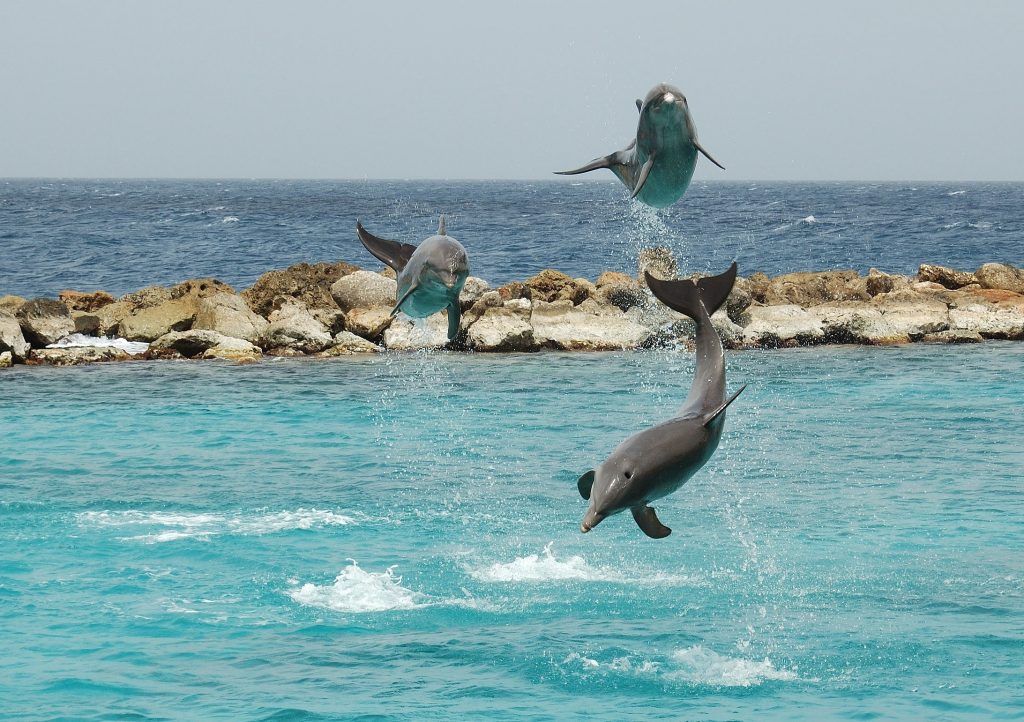 sea aquarium curacao,dolfijnen