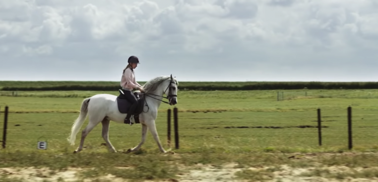 whitestar,film britt paarden,trailer whitestar