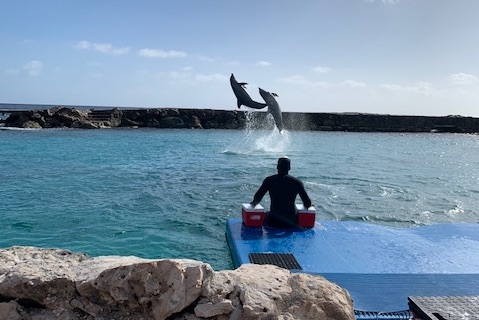 dolfijnenshow curacao sea aquarium,review,blog
