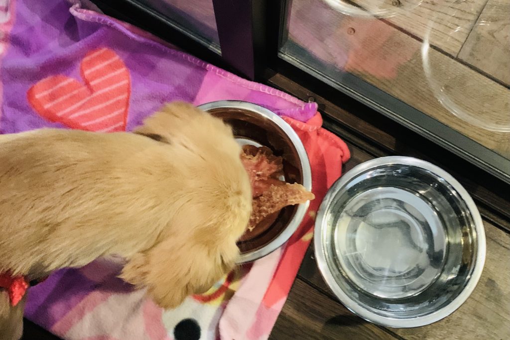 restaurant hond,uit eten met een hond