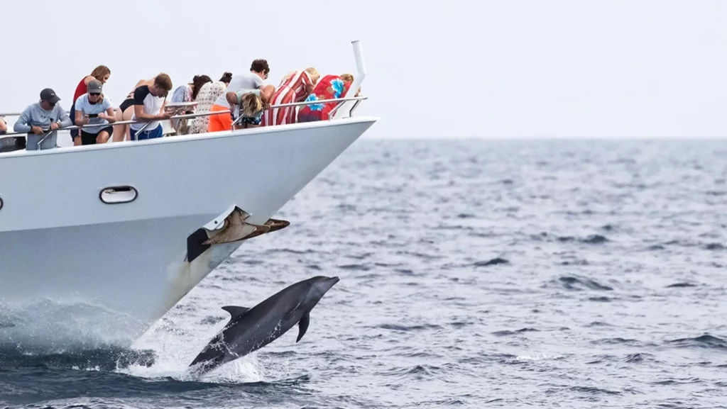 klein curacao dagtour boot dolfijnen